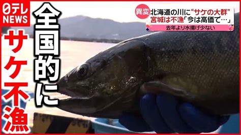 【異変】北海道の川に“サケの大群”でも「全国」は不漁 今は高値で Youtube