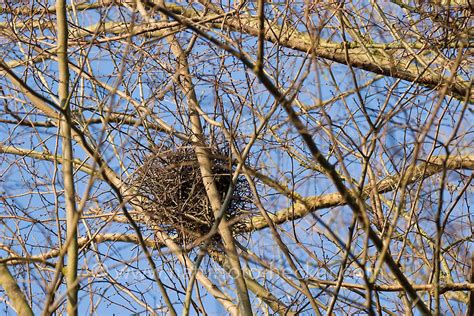 Eichhoernchen Kobel Naturfoto Frank Hecker