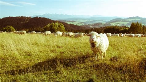 Landscape Mountains Animals Grass Field Farm Sheep Plateau