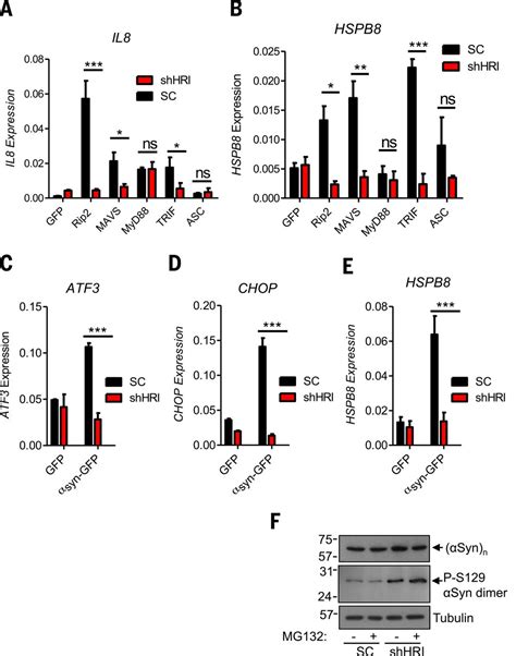 The Heme Regulated Inhibitor Is A Cytosolic Sensor Of Protein