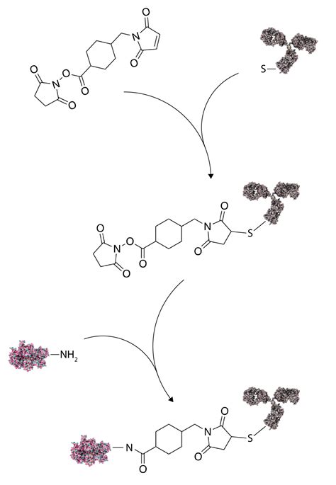 The Why And How Of Protein Conjugation The Native Antigen Company