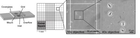 Figure 4 Hemocytometer Used For Counting Cells Wormbook Ncbi