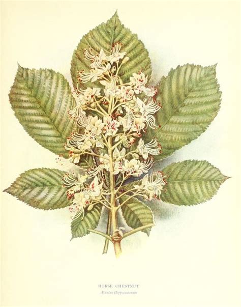 Pin by Zofia Kornaga on Ilustracje botaniczne | Botanical art, Chestnut ...