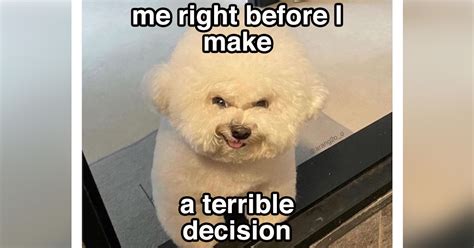 Dogs Doing Things