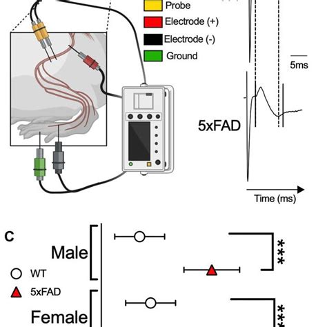 Impaired Compound Nerve Action Potential Cnap In The Sciatic Nerve Of