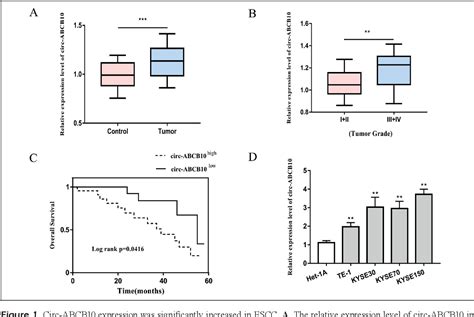 Figure 1 From Circ ABCB10 Promotes Proliferation And Invasion Of