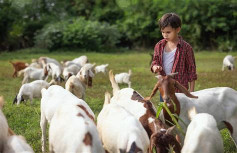 Beginners Goat Farming A Comprehensive Rasing Guide