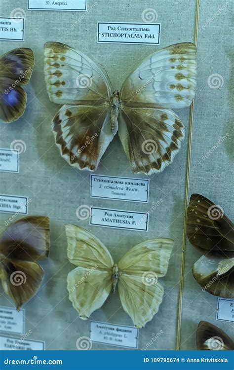 Exhibition Of Butterflies In The Zoological Museum Editorial Stock