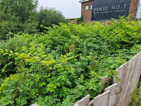 Japanese Knotweed Control Comparing The Effectiveness Of Different