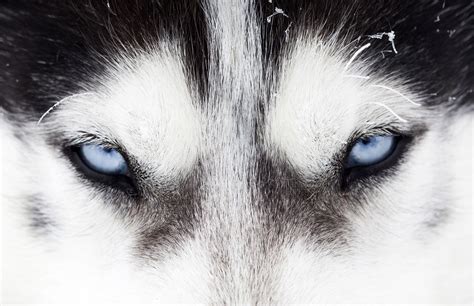 Siberian Husky Fondos de pantalla, Fondos de escritorio | 1920x1240 ...