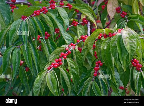 Amur Honeysuckle Lonicera Maackii Mass Of Small Red Berries Growing