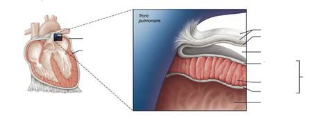 Péricarde Et Tuniques De La Paroi Du Coeur Diagram Quizlet