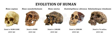 Ewolucja Ludzki Czaszki Sahelanthropus Tchadensis Australopitka Africanus Homo Erectus Homo ...