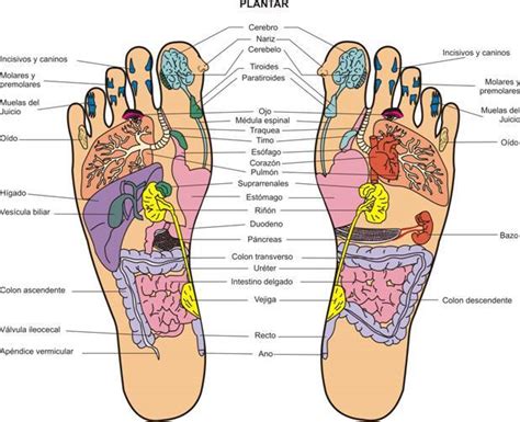 La Reflexología Podal Indicaciones Y Contraindicaciones