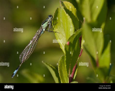 Blue Tailed Damselfly Stock Photo Alamy