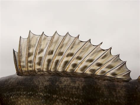 fish fin