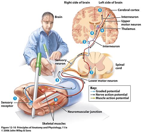 Nervous System at China Medical University - StudyBlue