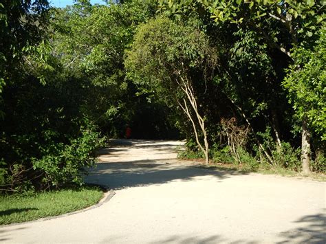 Bosque Da Barra Um Local Para Correr E Visitar No Rio De Janeiro