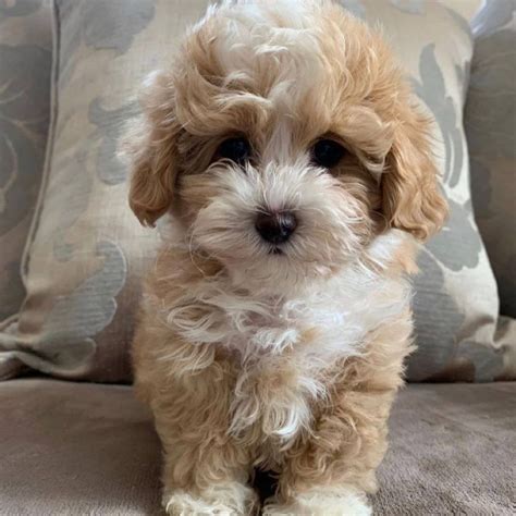 Maltipoo Puppies For Sale In Goldsboro Nc At Jermaine Dickens Blog