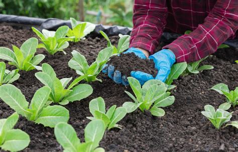 What Is Mustard Cake Powder Fertilizer How To Use It The House Of