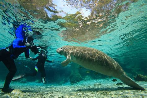 Pristine Places For Snorkeling In Florida Florida Trippers