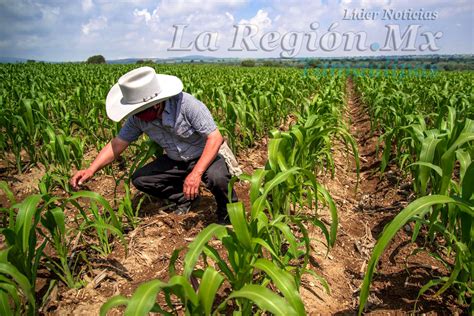 Implementan Plan Emergente A La Sequía Agrícola Del Distrito De Riego