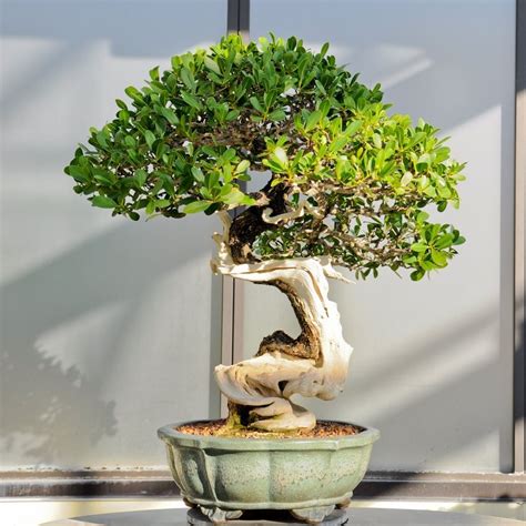 Ancient Bonsai Trees Buttonwood In Training Since 1975 Bonsai Art Bonsai Garden Bonsai