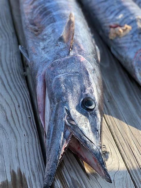 View Our Photo Gallery - Due South Sport Fishing