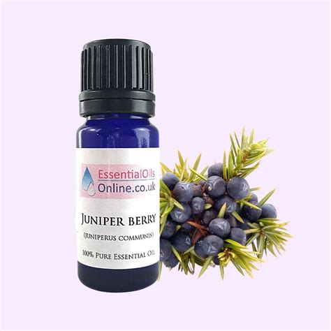 Juniper Berry Essential Oil Essential Oils Online Uk Aromatherapy Specialists