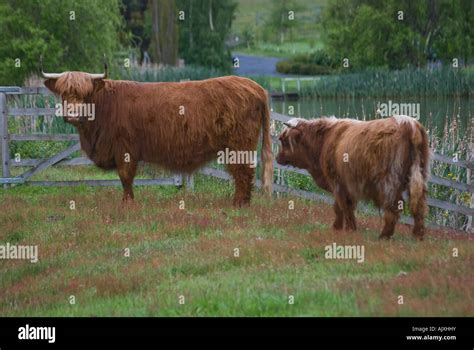 Rassen der kuh Fotos und Bildmaterial in hoher Auflösung Alamy