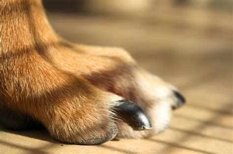 Dog Nail Fungus: Symptoms, Causes, & Solutions – PawSafe