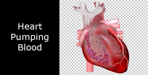 Heart Pumping Blood, Motion Graphics | VideoHive