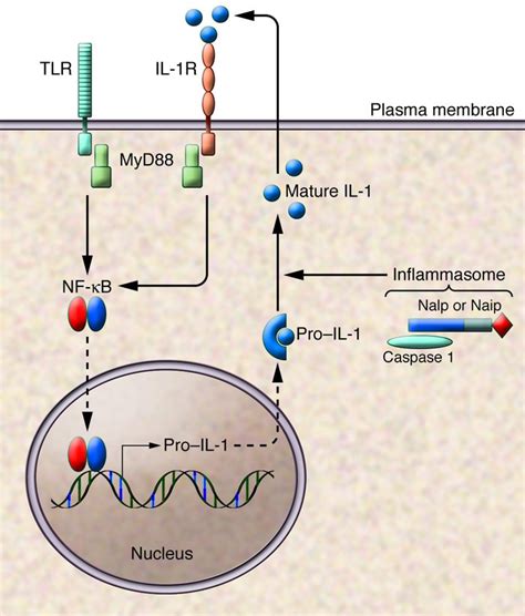 JCI A Calculated Response Control Of Inflammation By The Innate