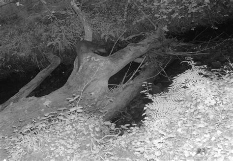 Premi Re Observation De La Loutre Deurope Sur Le Site Du Vallon De