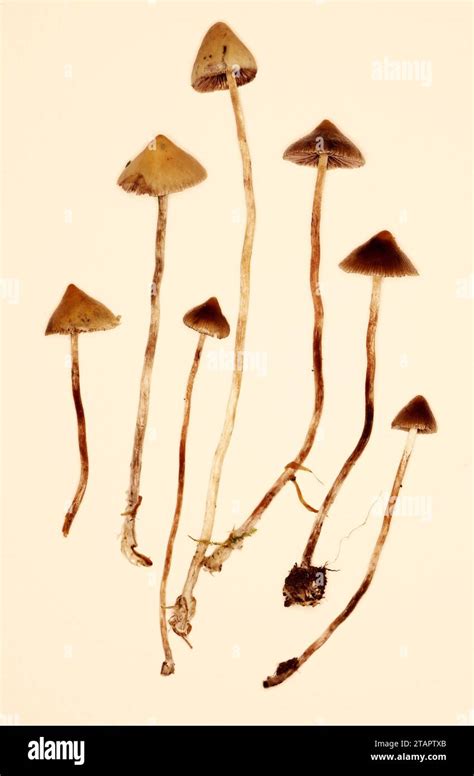 Psilocybe Semilanceata Liberty Cap Stock Photo Alamy