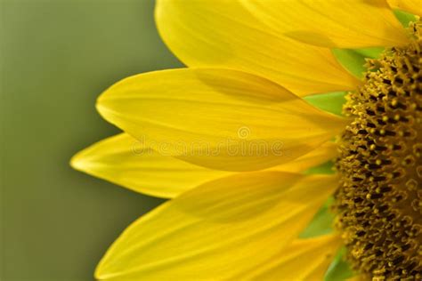 Sunflower petals closeup. stock photo. Image of greenbackground - 46090296