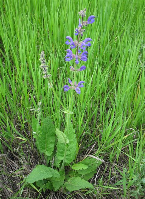 Salvia pratensis - Изображение особи - Плантариум