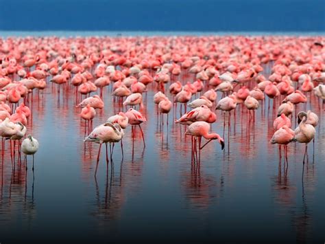 The Real Reason Flamingos Stand On One Leg Nature And Wildlife