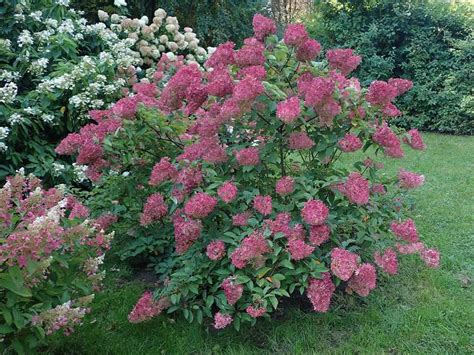 How To Grow And Care For Strawberry Sundae Hydrangea