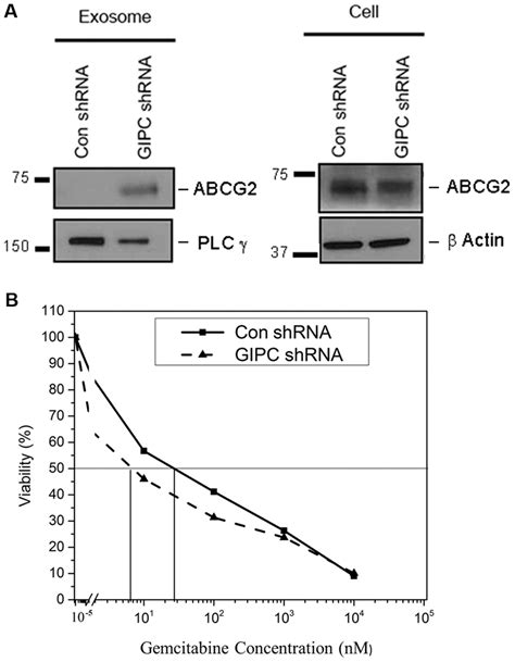 GIPC Modulates Expression Of Drug Resistance Associated Gene ABCG2 And