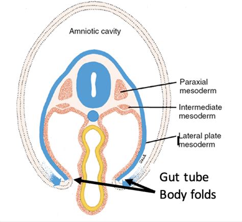 Embryo Final Objectives Flashcards Quizlet