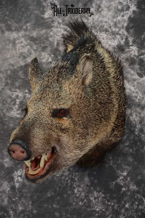 Javelina Shoulder Taxidermy Mount For Sale Sku 1661 All Taxidermy