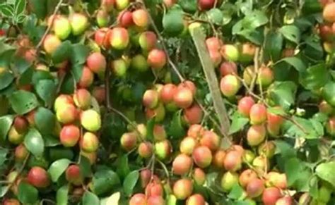 Full Sun Exposure Red Bal Kashmiri Apple Ber Plant For Fruits At Rs