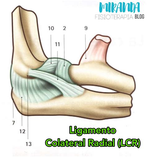 Ligamentos Del Codo