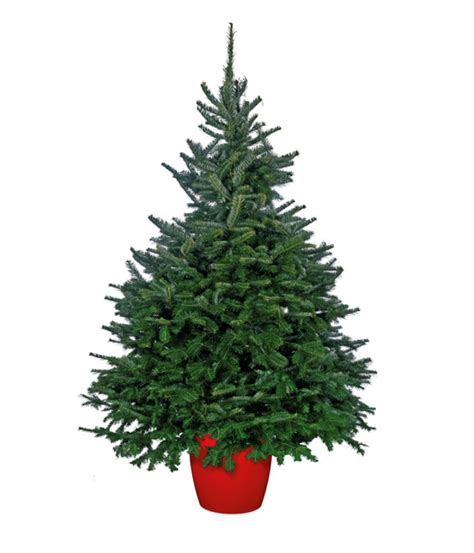 Fraser Fir Pot Grown Leigh Trees