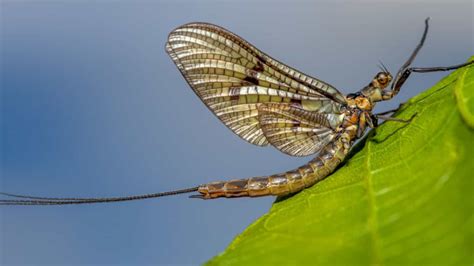 Mayflies What Are They And How To Get Rid Of Them