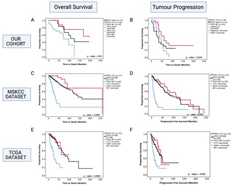 Kaplan Meier Survival Curves For Astrocytoma Based On Tp53 Codon 273