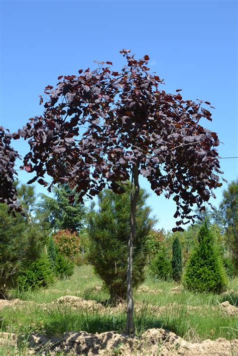 Cercis Canadensis Ruby Falls Guillot Bourne