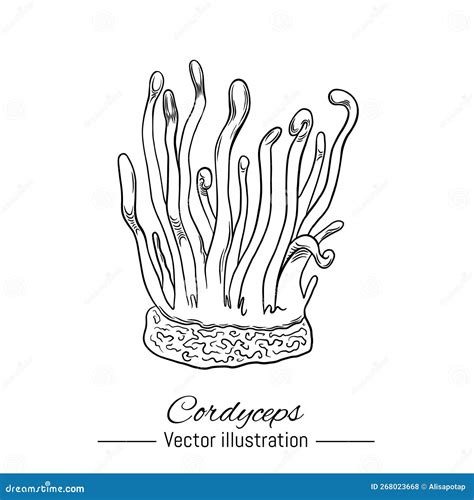 Hand Drawn Cordyceps Mushroom Stock Illustration Illustration Of