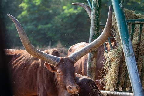 Watusi Cattle with Huge Horns Feeds on Hay at the Trough Stock Photo - Image of long, large ...